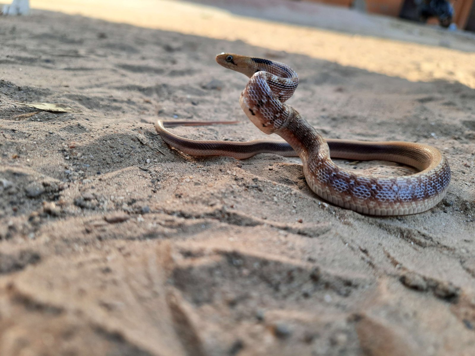 Wildlife Rescue / Snake Catcher Jaipur Rajasthan